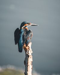 Close-up of bird perching against sky