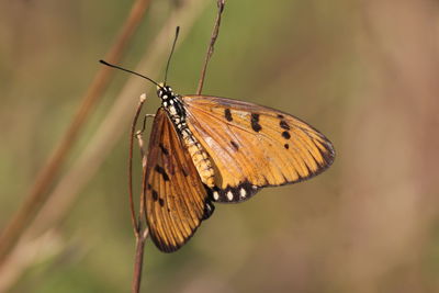 Close-up of butterfly