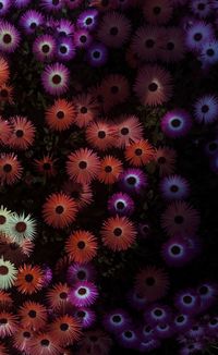 Full frame shot of purple flowering plants