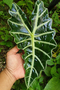 Close-up of hand holding leaves