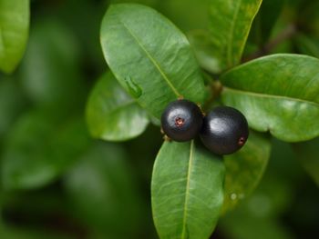 Close-up of blackberries growing on plant