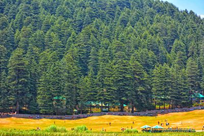 Scenic view of pine trees in forest