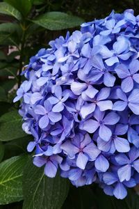 Close-up of purple hydrangea blooming outdoors