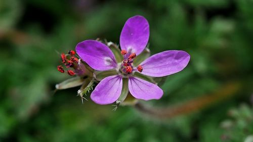 Close-up of pink flowering plant