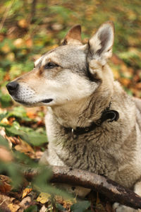 Close-up of a dog looking away