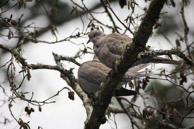 Low angle view of eurasian collared dove bird perching on tree