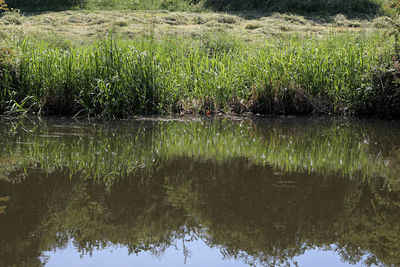 Reflection of trees on lake