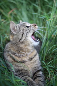 Close-up of a cat