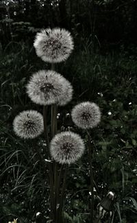 Close-up of dandelion flowers