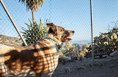 Dog relaxing on field seen through chainlink fence