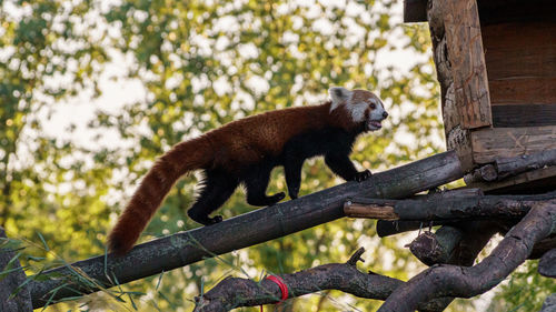 Close-up of squirrel on tree