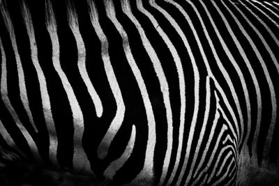 Close-up of zebra