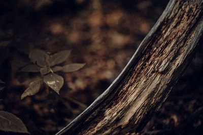 Close-up of leaves on tree trunk