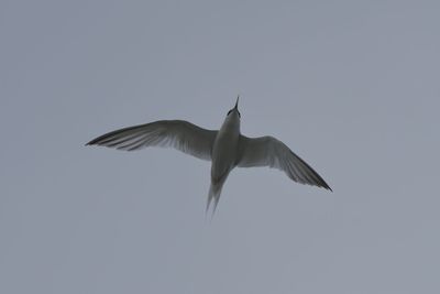 Low angle view of bird flying against clear sky