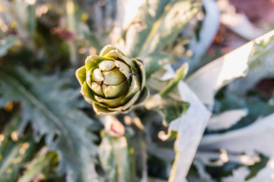 Close-up of green rose on plant