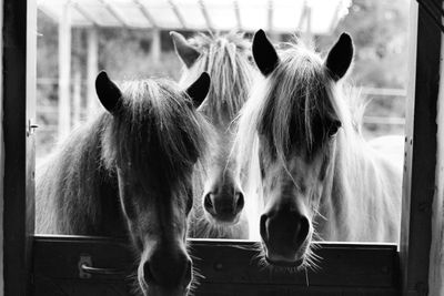 Portrait of horses in pen