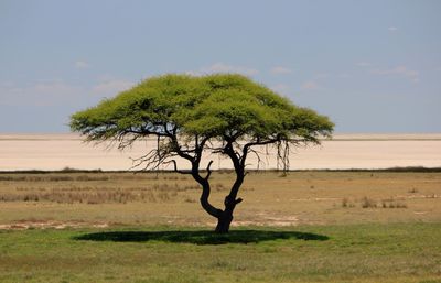 Trees on field