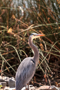 Great blue heron against grass