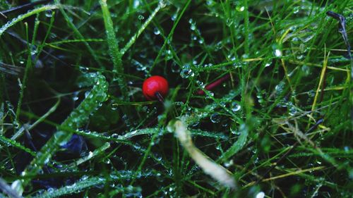 Close-up of red grass growing on field