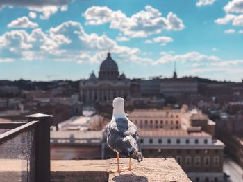 Seagull perching on retaining wall against buildings in city