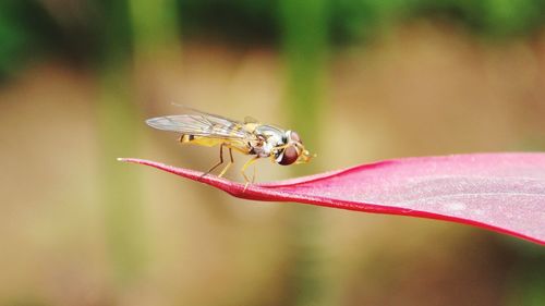 Close-up of insect on flower