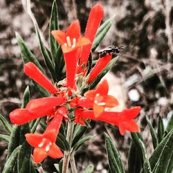 Close-up of red flower