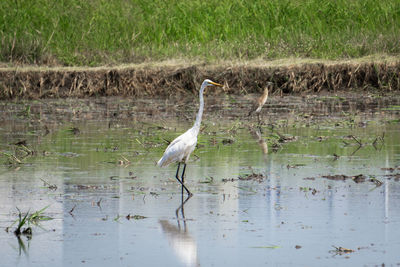View of birds on lake