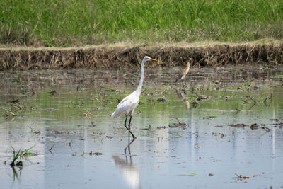 View of birds on lake