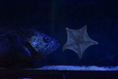 Close-up of fish swimming in aquarium