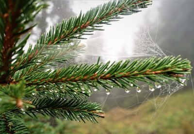 Close-up of fresh green plant