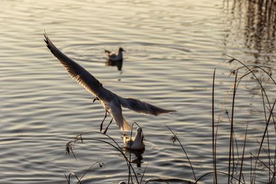 Birds flying over lake