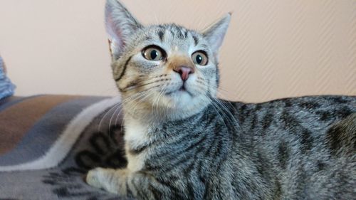 Close-up portrait of cat relaxing on floor