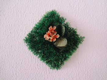 High angle view of christmas plant on table