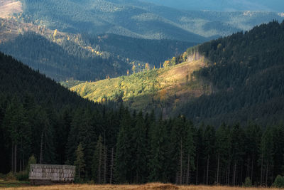 Panoramic view of pine trees and mountains