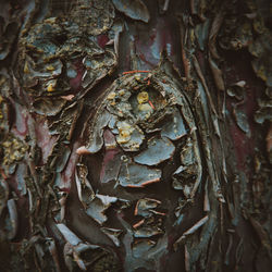 Full frame shot of tree trunk