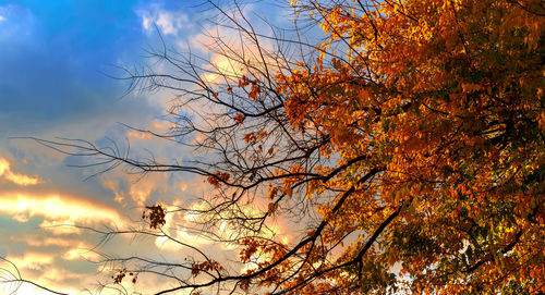 Low angle view of trees against sky during autumn