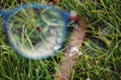 High angle view of bird on grass