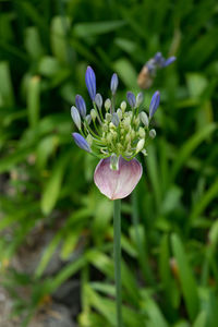 Close-up of purple flowers blooming outdoors