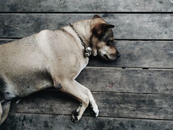 Directly above shot of dog resting on wooden floor