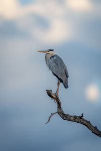 Gray heron perching on branch