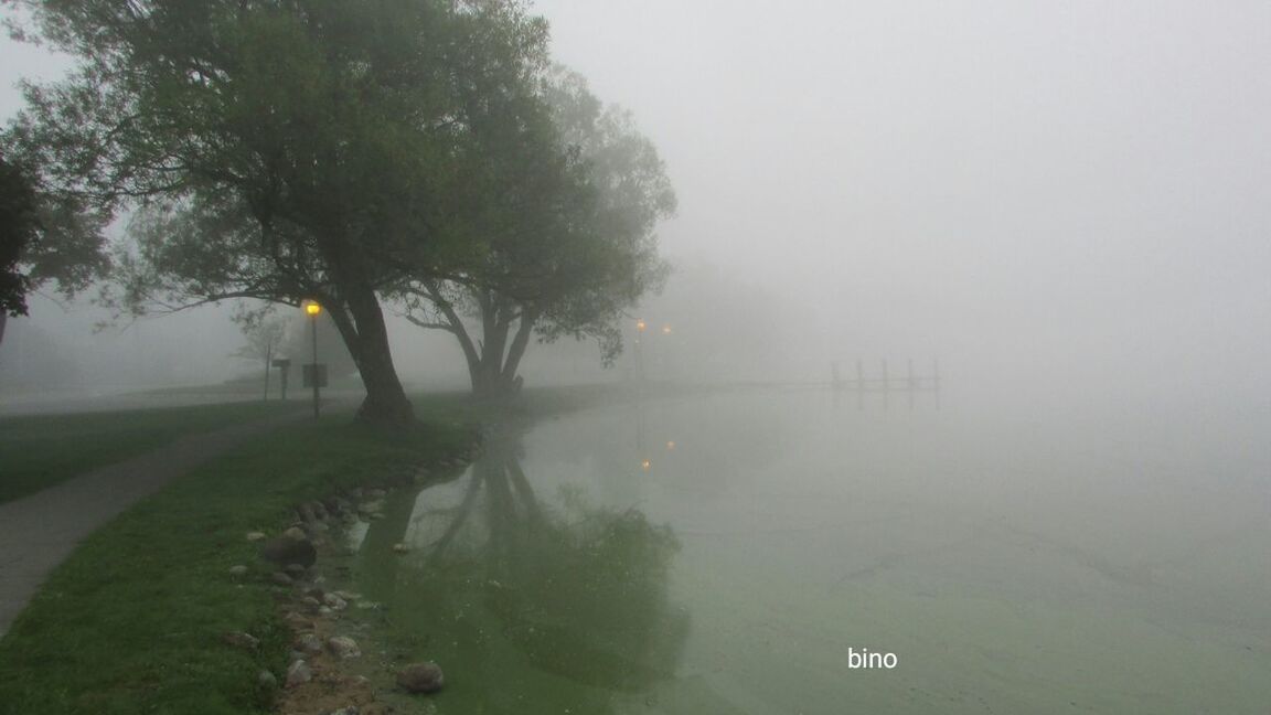 fog, tree, foggy, mist, weather, tranquil scene, tranquility, nature, hazy, beauty in nature, outdoors, no people, scenics, water, day, landscape, sky, grass