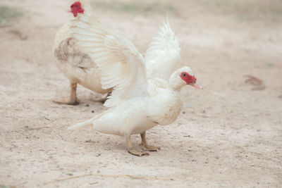 Muscovy duck with spread wings on field