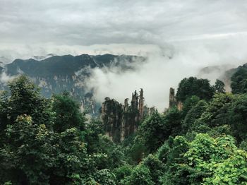 Trees with mountain range in background against cloudy sky