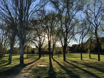 Trees on field against sky