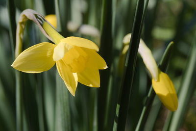 Close-up of yellow flowering daffodil