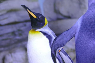 Close up of bird
