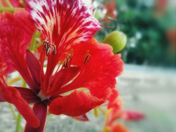 Close-up of red flower