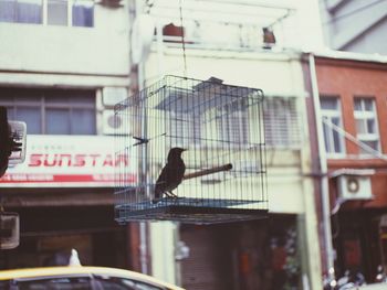 Bird perching on a building