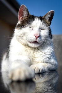 Close-up of a cat with eyes closed