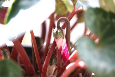 Close-up of pink flowering plant